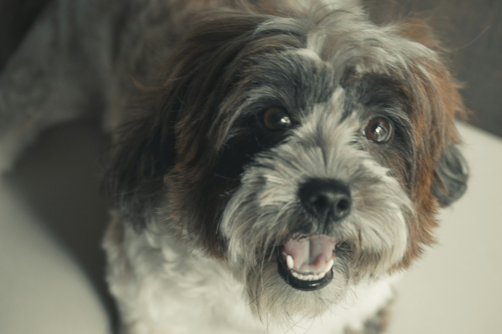 Dog Grooming Concord: How to Choose the Right Routine and Groomer for Your Dog